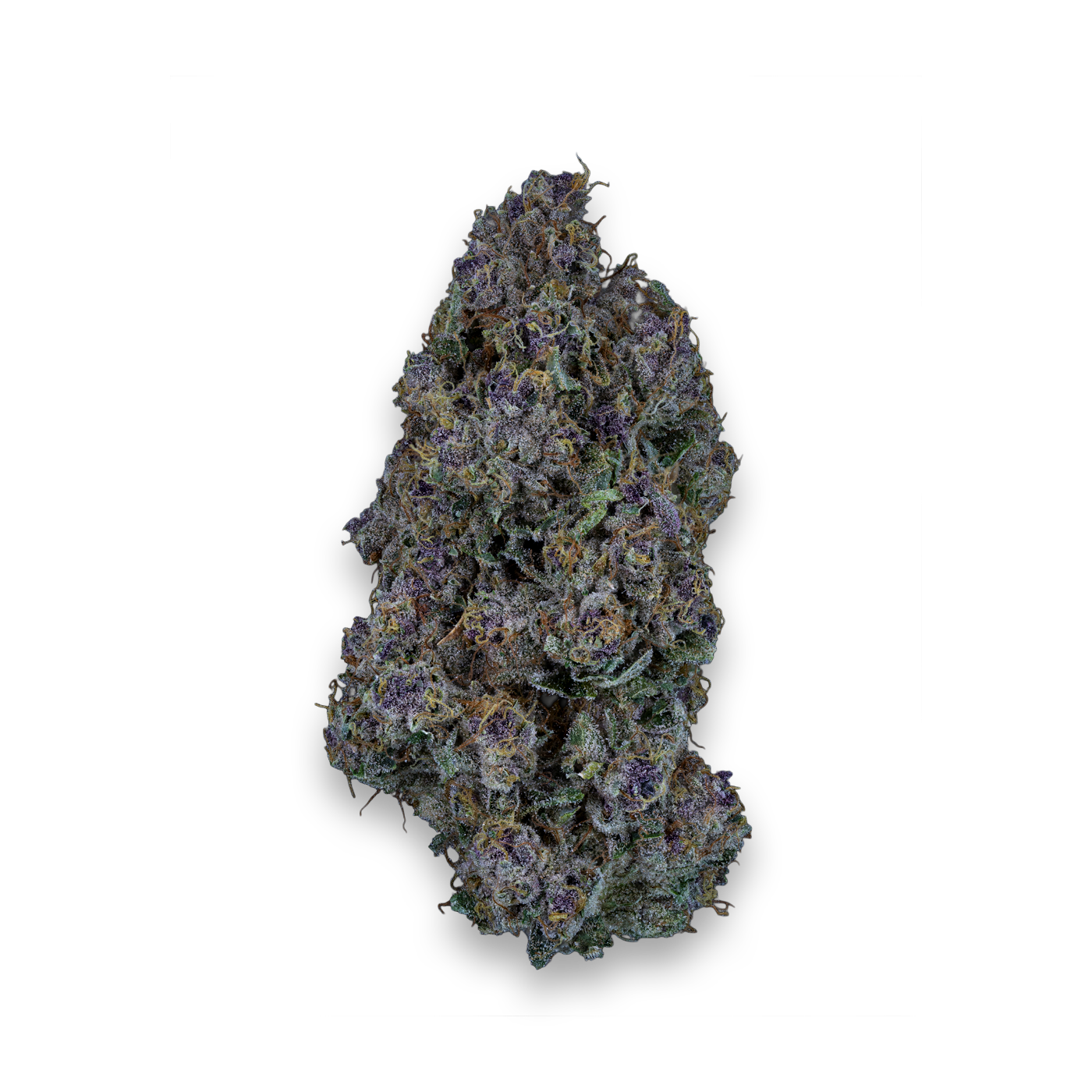 24/1 IUVO OC Triangle Queen