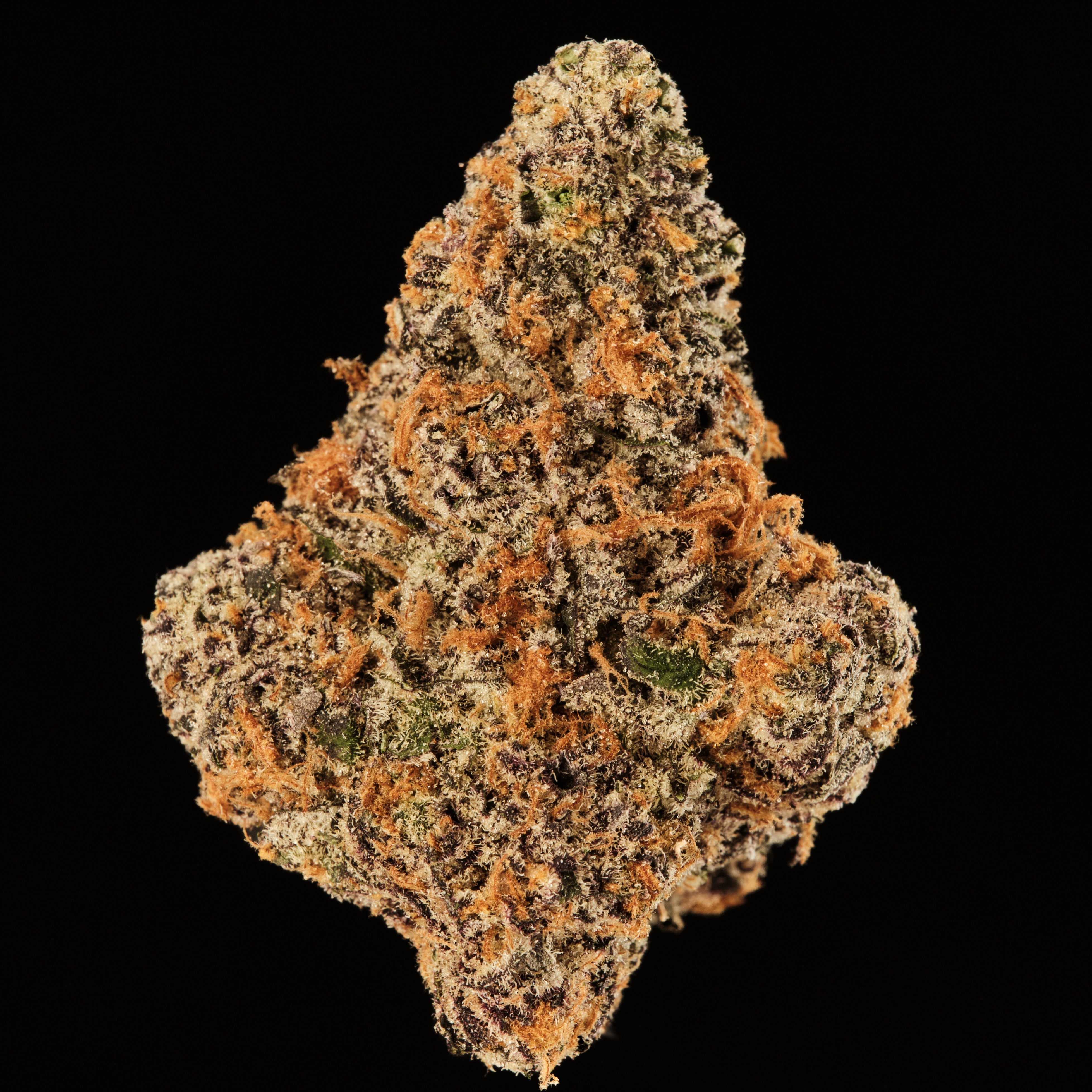 420 Evolution 22/1 CA MGD