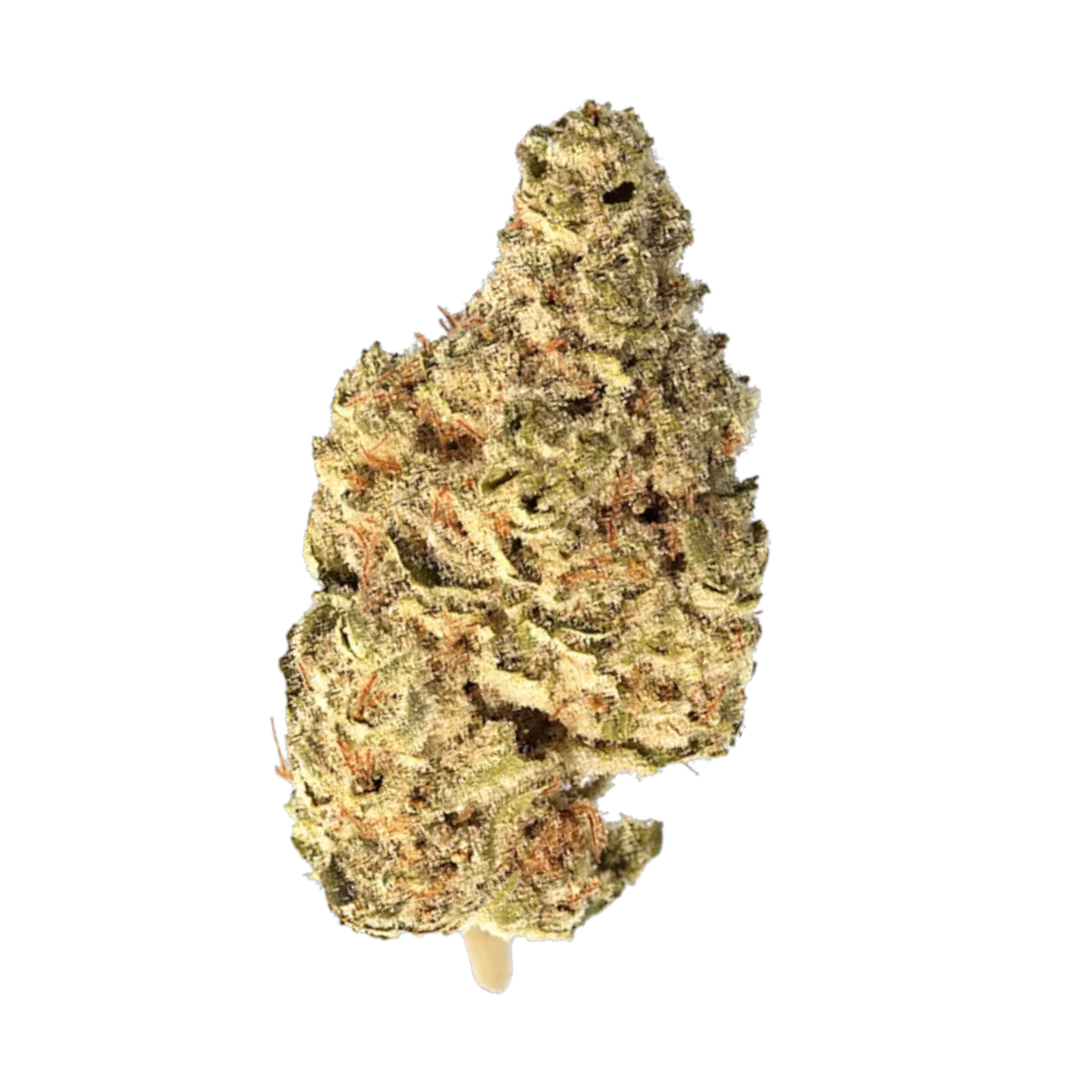 Canify Cannabis flos 23/1 CSF Ku. BA