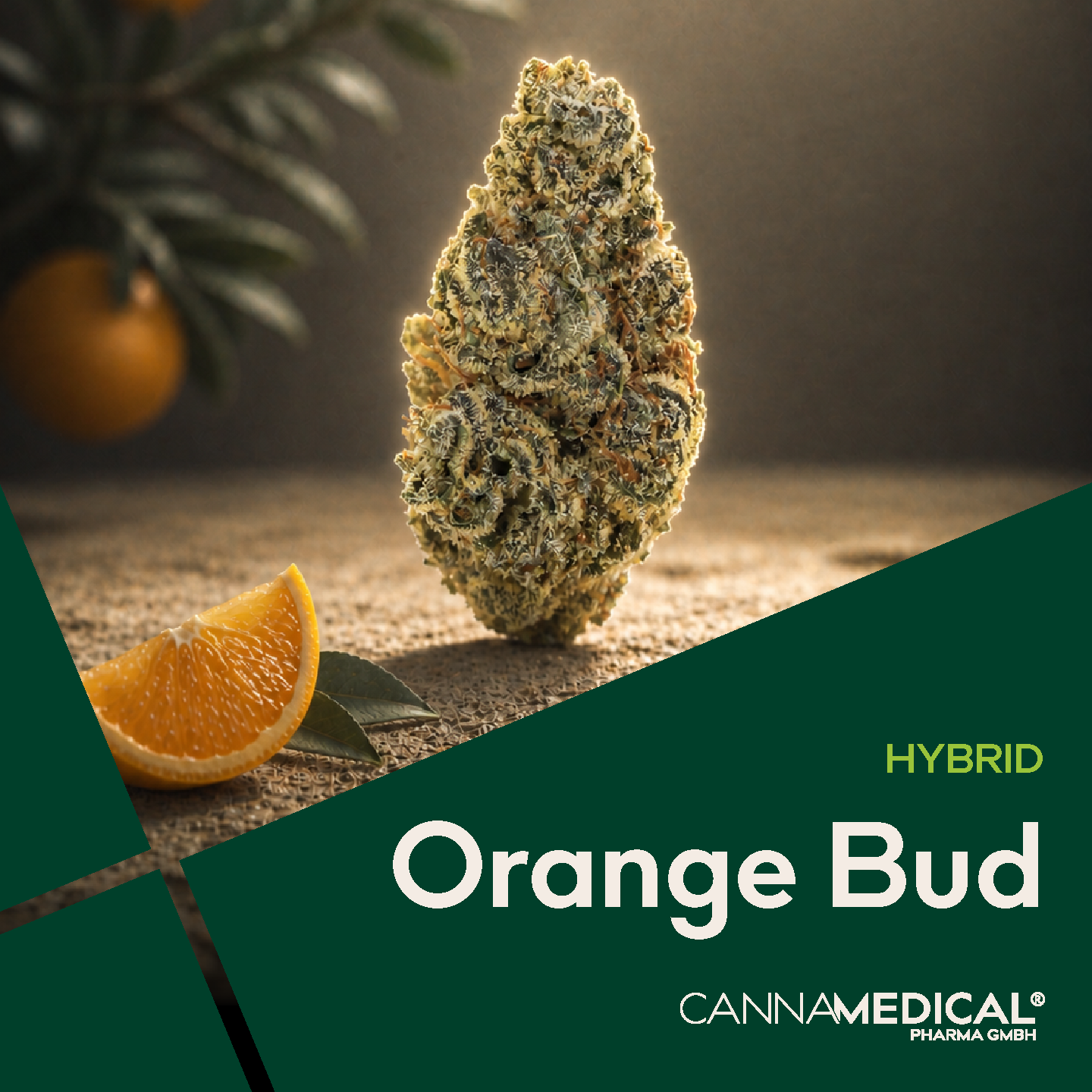 Orange Bud – Hybrid Classic KA Produktfoto