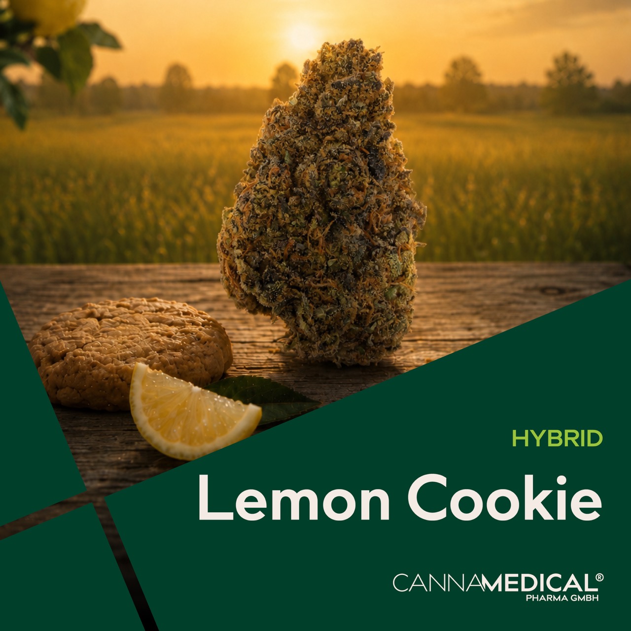 Cannamedical Hybrid Ultra BC