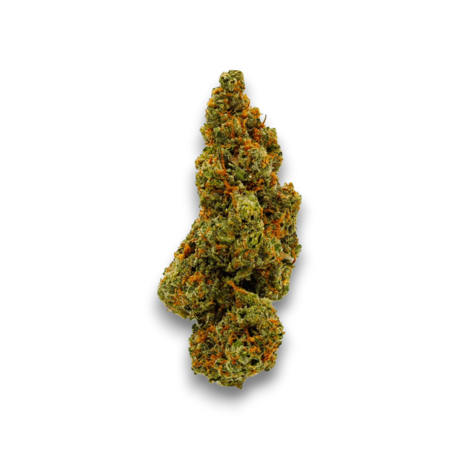 Sinceritas Sativa Verum 24/1
