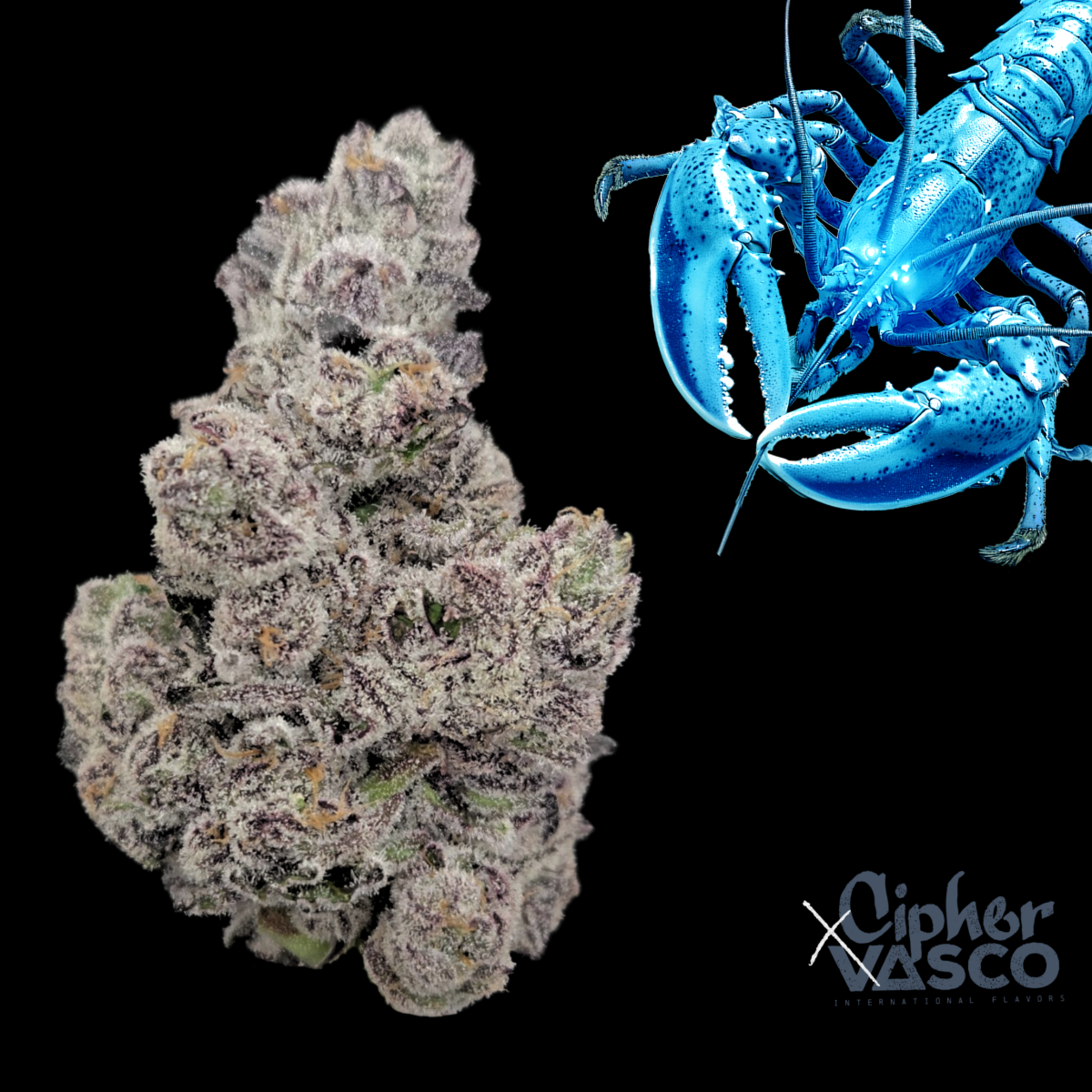 Vasco X Cipher BL