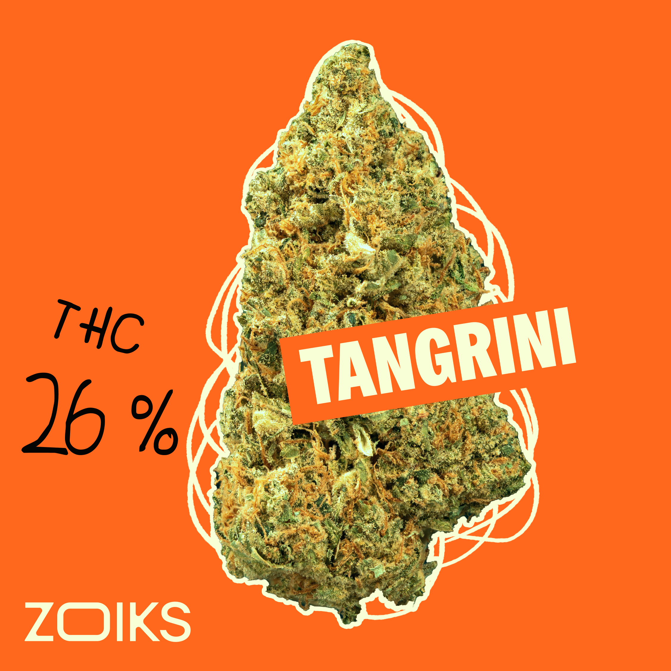 ZOIKS 26/1 TG