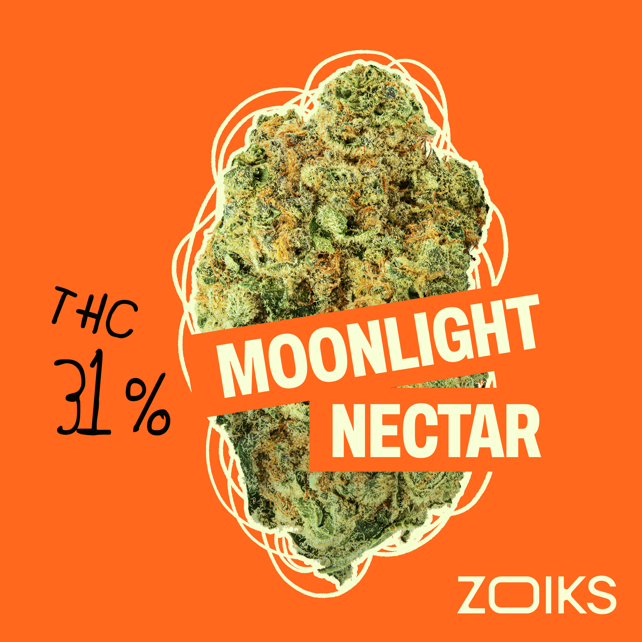 ZOIKS 31/1 MN