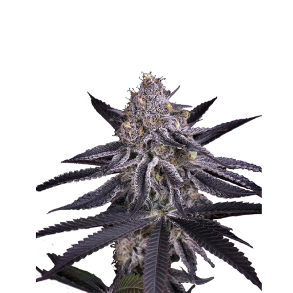 King's Juice Strain Übersicht, Anbau, Samen & Bewertungen