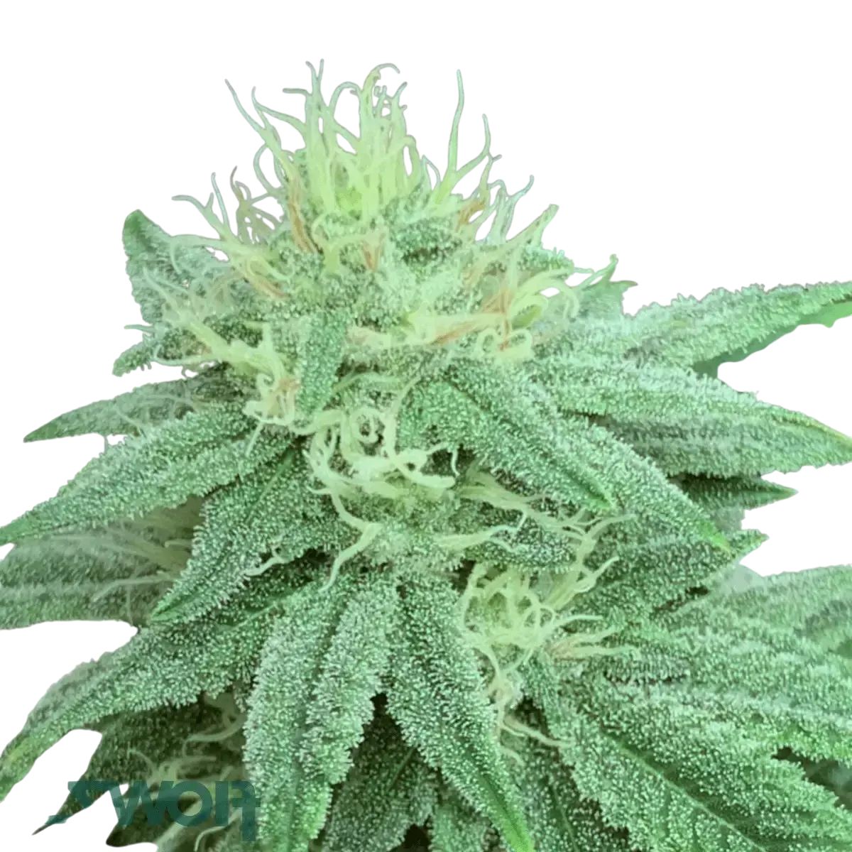 Inzane in the Membrane Strain » Samen, Bewertungen & Anbau